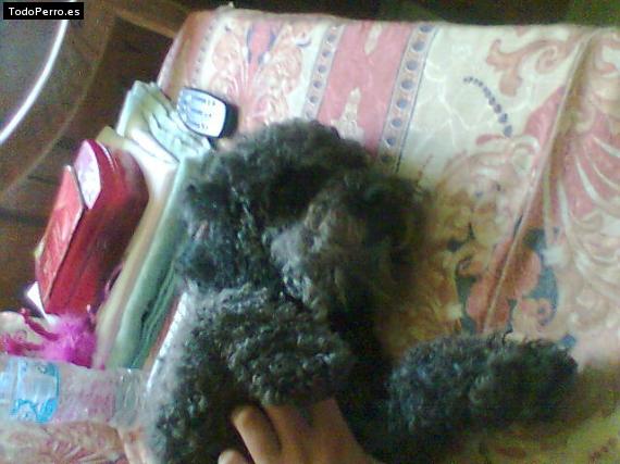 La foto del perro Peluche Foto del perro Peluche