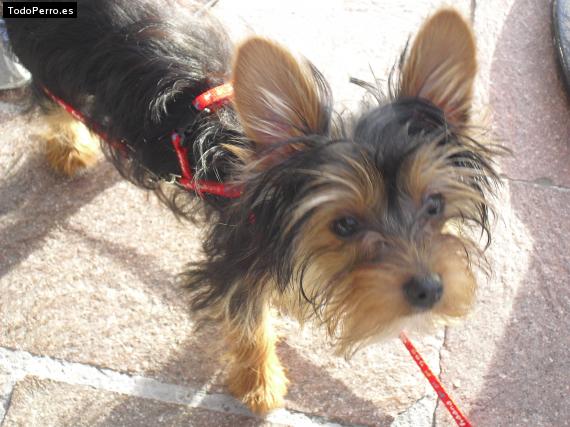 La foto del perro Kitty Foto del perro Kitty