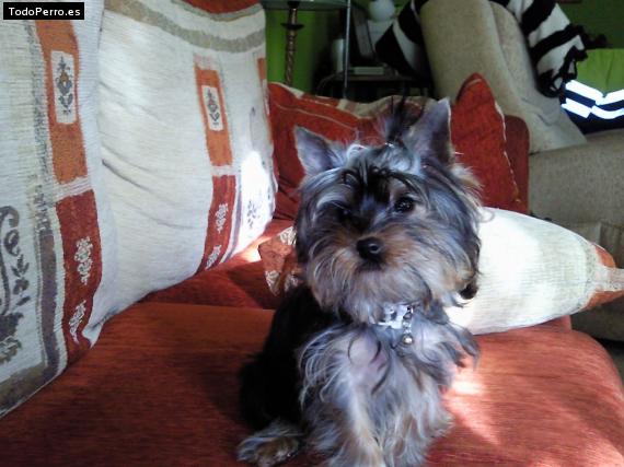 La foto del perro