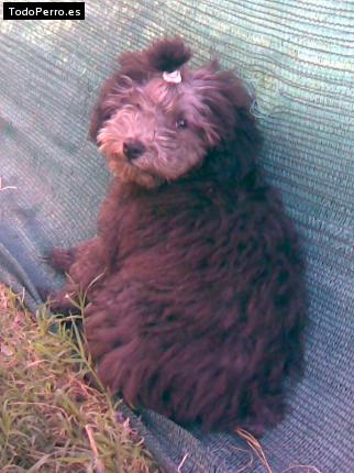 La foto del perro Ulises Foto del perro Ulises