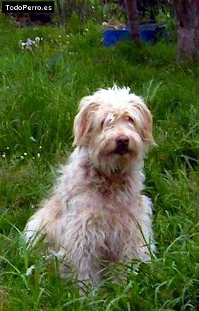 La foto del perro Chispa Foto del perro Chispa