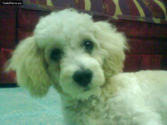 La foto del perro Wolfy Foto del perro Wolfy