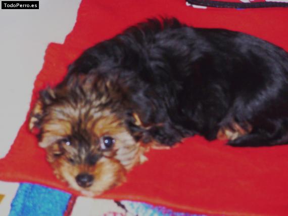 Foto del perro Chiqui