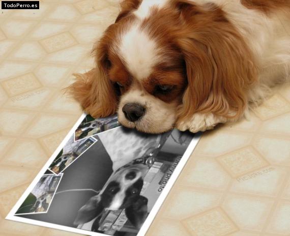 La foto del perro