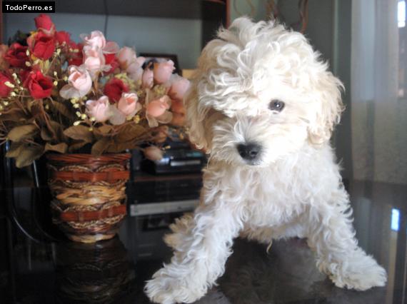 La foto del perro Junior Foto del perro Junior