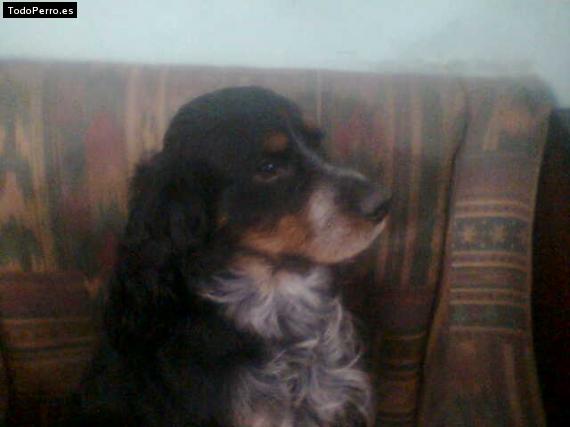 Foto del perro Samy
