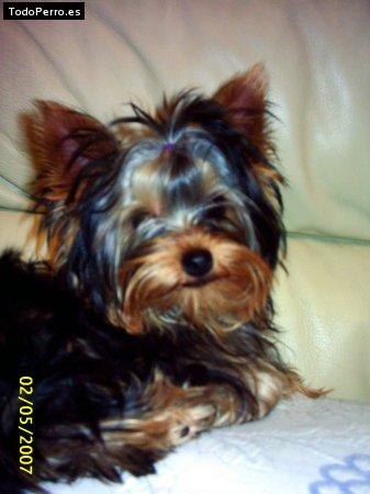 La foto del perro Duna Foto del perro Duna