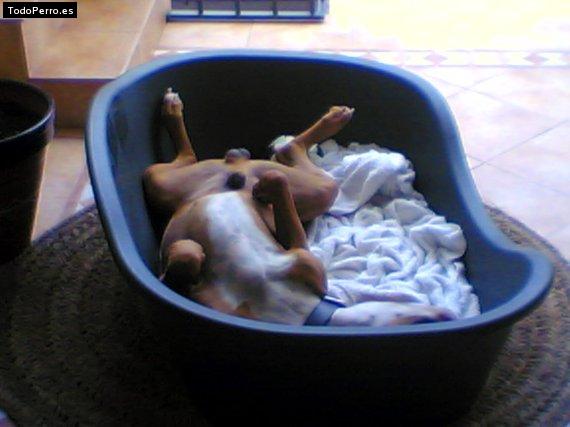 La foto del perro