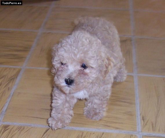 La foto del perro Pelusa Foto del perro Pelusa