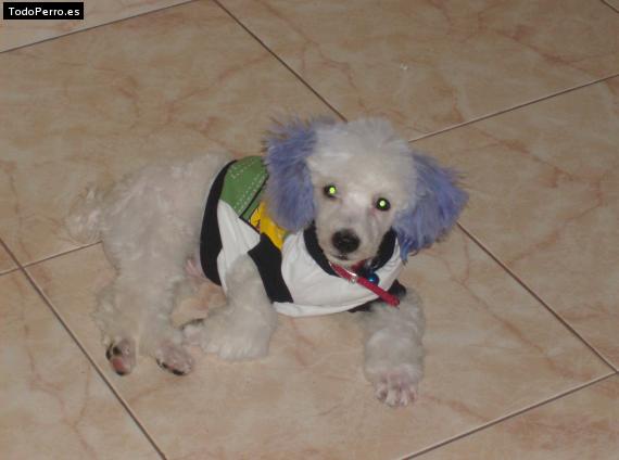 La foto del perro Wilow Foto del perro Wilow