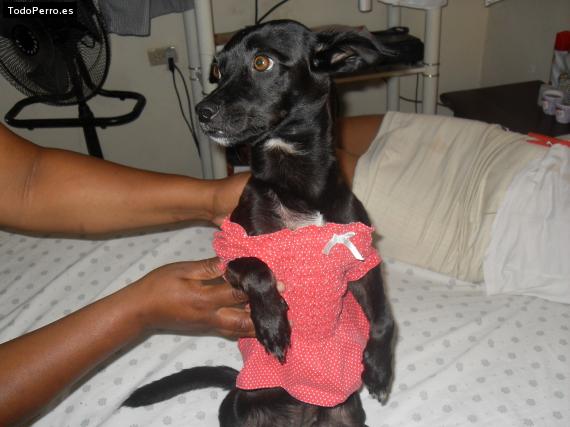 Foto del perro Honey