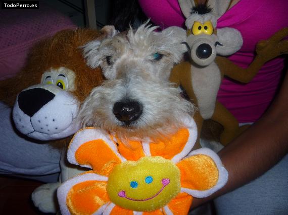 La foto del perro Layka Foto del perro Layka