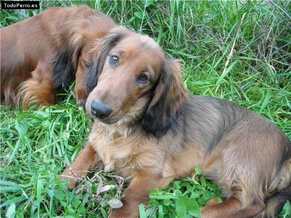 Foto del perro Iris