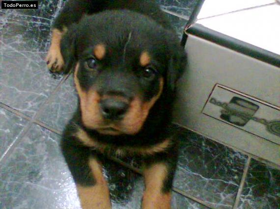 Foto del perro Lorenzo