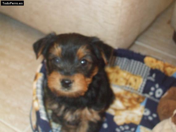 Foto del perro Toby