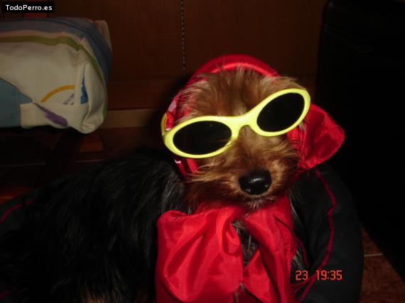 La foto del perro