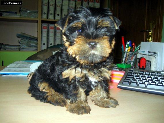 La foto del perro Leo Foto del perro Leo