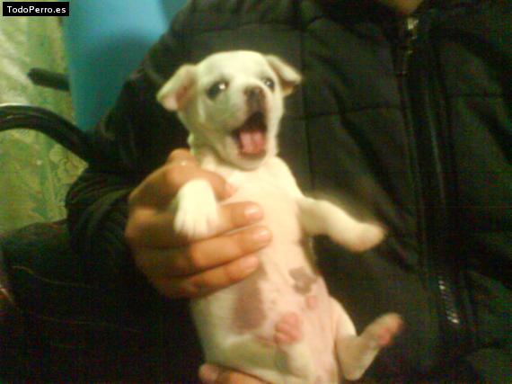 Foto del perro Chattis