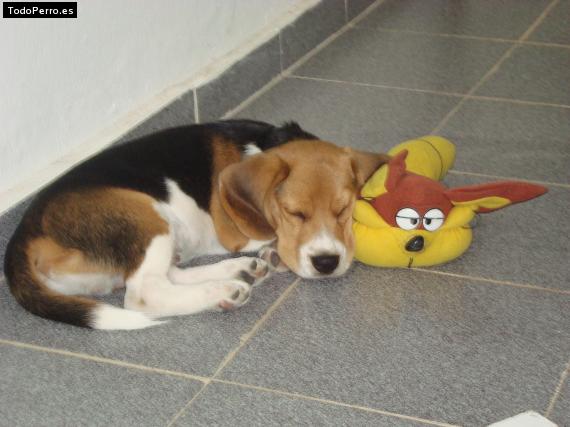 Foto del perro Simon