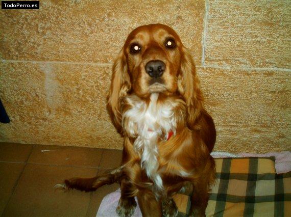 Foto del perro Rony