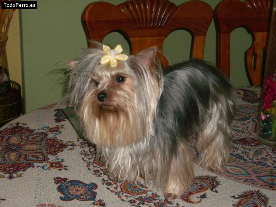 La foto del perro