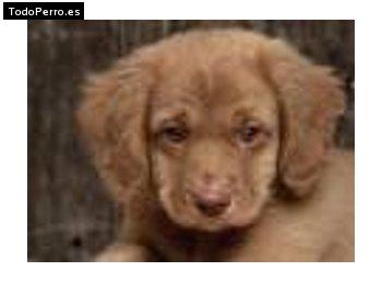 Foto del perro Sunny