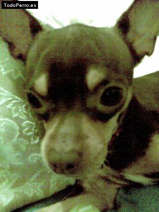 Foto del perro Choco