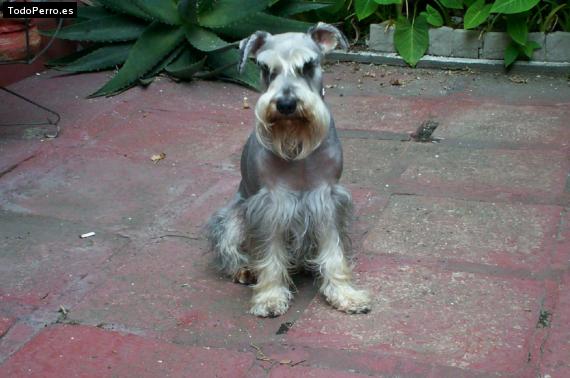 Foto del perro Elmer