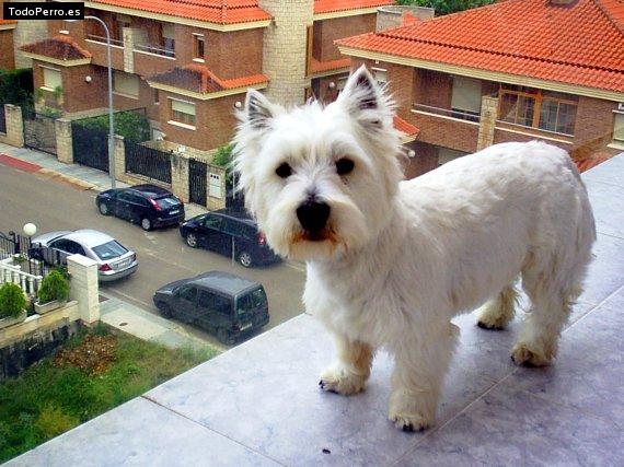 Foto del perro Rocky