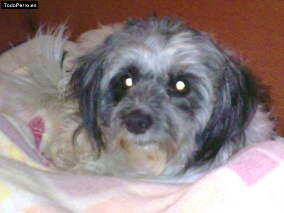 Foto del perro Rosalinda