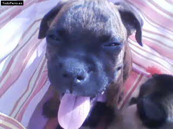 Foto del perro Roco