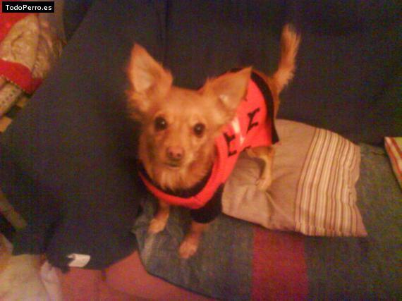 Foto del perro Nika