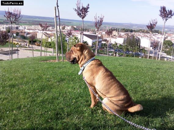 La foto del perro