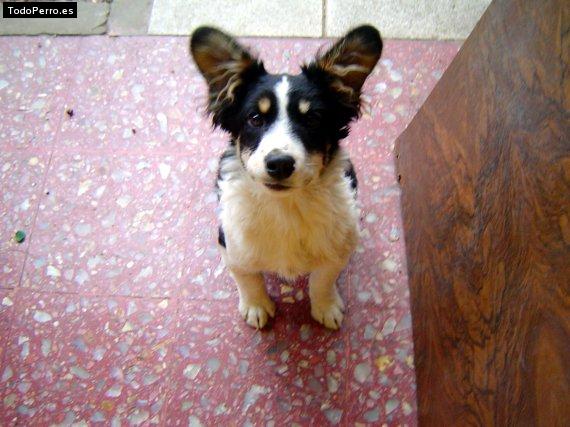 Foto del perro Scooby