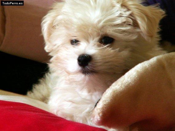 Foto del perro Rayco