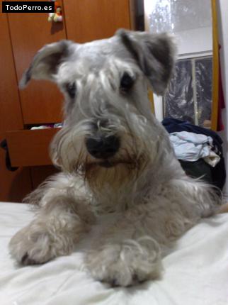 La foto del perro