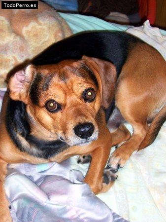 La foto del perro Cuper Foto del perro Cuper