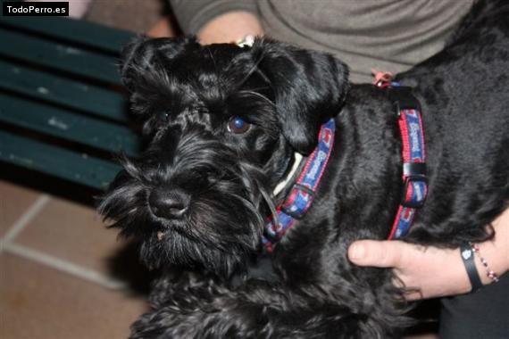 Foto del perro Baltasar