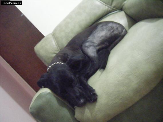 La foto del perro