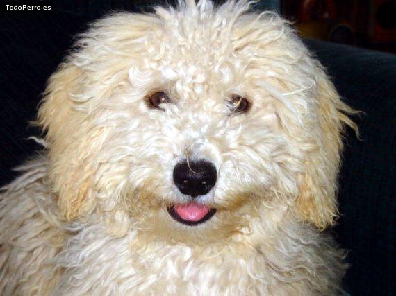 Foto del perro Manchita