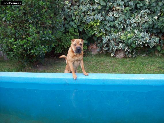 La foto del perro