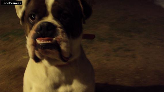 Foto del perro Cosmo
