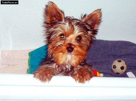 La foto del perro Whisky Foto del perro Whisky