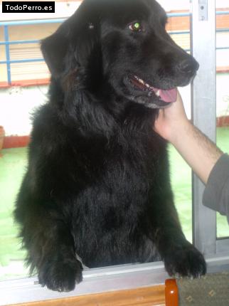 Foto del perro Chusky