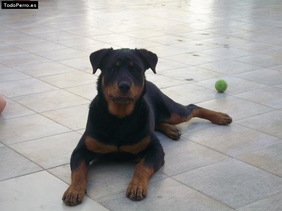 La foto del perro