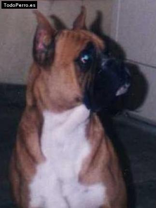 Foto del perro Rambo mty