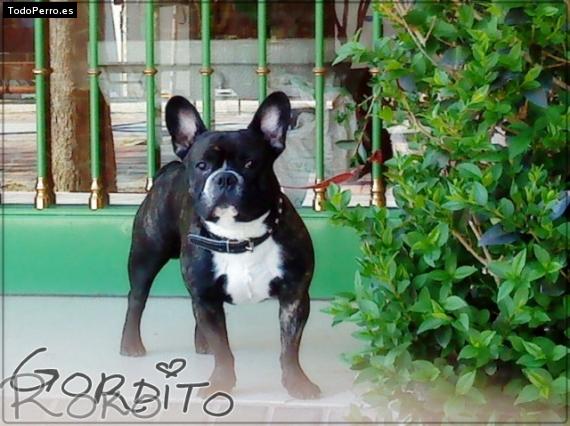 La foto del perro Roko Foto del perro Roko