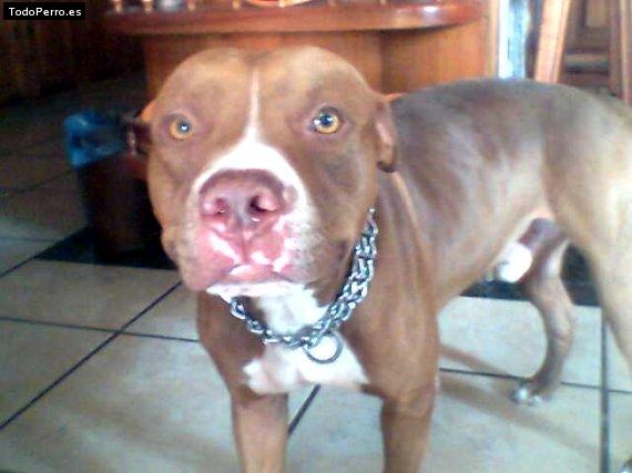 Foto del perro Chocolate