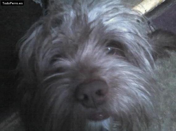 Foto del perro Choche
