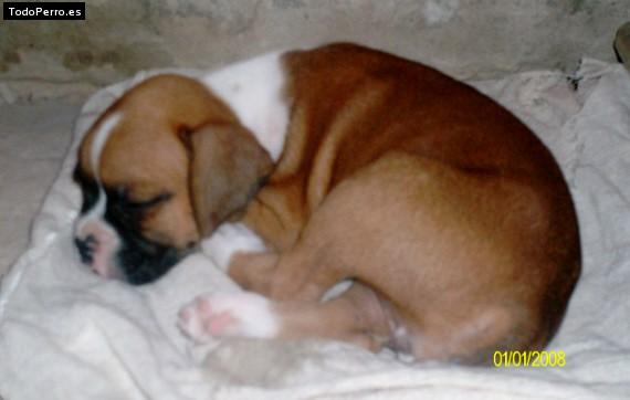 Foto del perro Idia